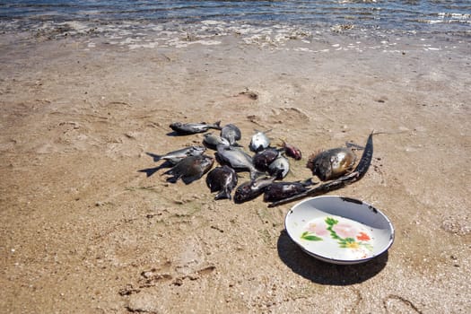 Sun shines to freshly caught sea fish on the beach - plate near.