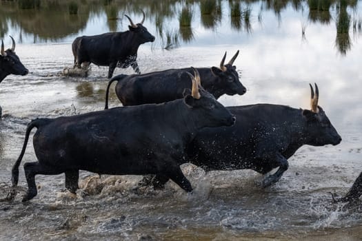 Bulls in the camargue land accross the river, France
