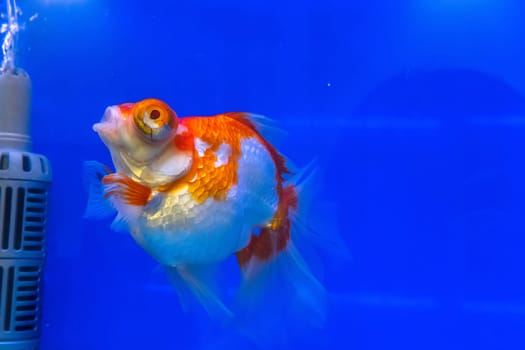The goldfish in the cabinet on blue background.