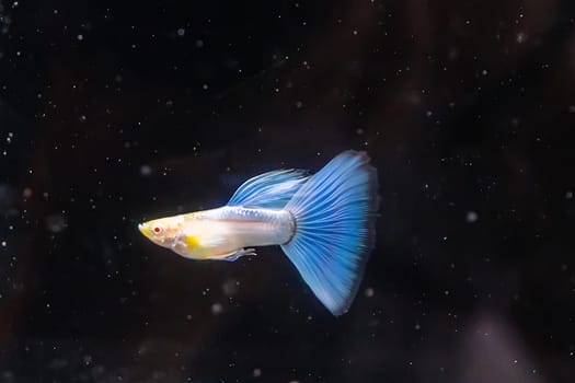 The guppy fish in the cabinet.