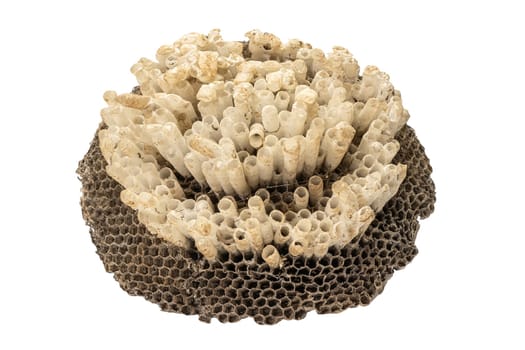 Wasp's nest or hexagonal decorative design isolated on a white background.