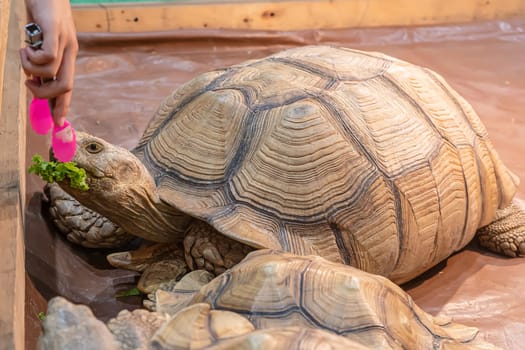 Sulcata tortoise eating vegetables on the wooden floor. It's a popular pet in Thailand.