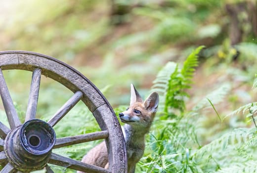 Cute red fox cube is peeking out from behind a rustic wooden wheel in the forest. Horizontally.