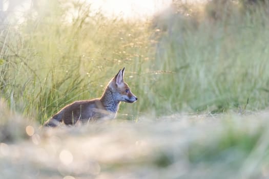 Side view of adorable fox cub standing in the field in early morning sunlight.  Horizontally.