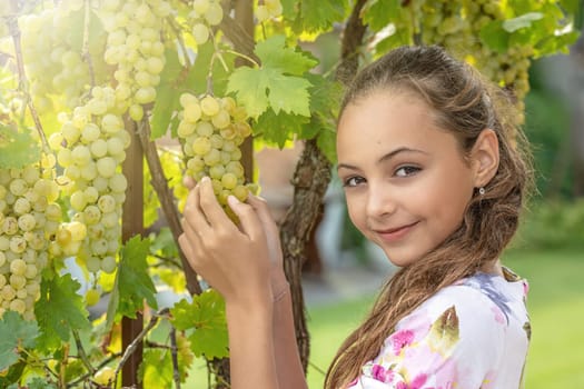 Pretty little long haired girl is showing  ripe grapes smiling at the camera. Wine harvest concept.
