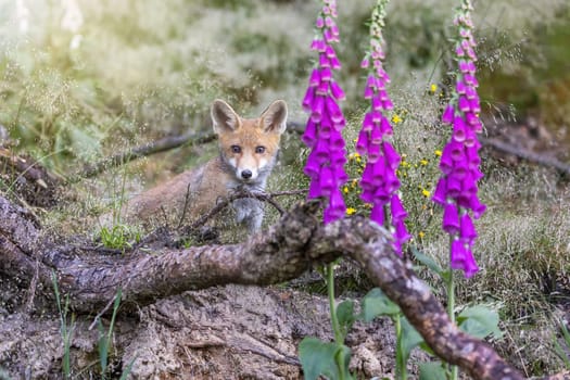 Cute fox cub is posing near the Foxglove Flower looking at the camera.  Horizontally.