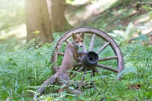 Cute fox cub is  posing on the rustic wooden wagon wheel in the forest. Horizontally.