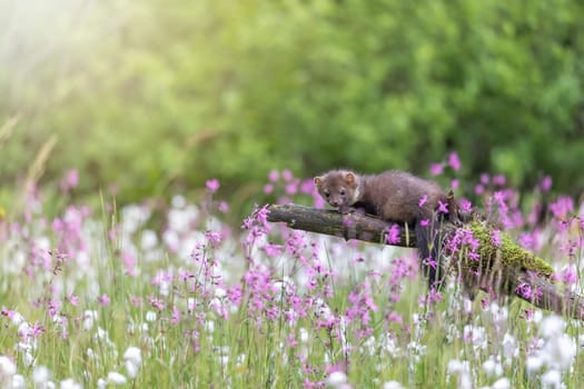 Cute marten is posing on an old branch in the middle of colorful flowers in a meadow looking at the camera.
