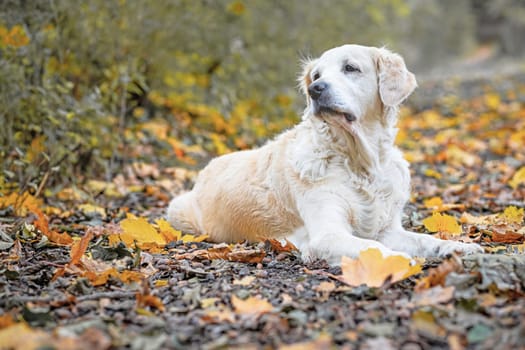 Portrait of a Golden Retriever Dog lying on an autumn path in the park. Fallen colorful leaves are around him.