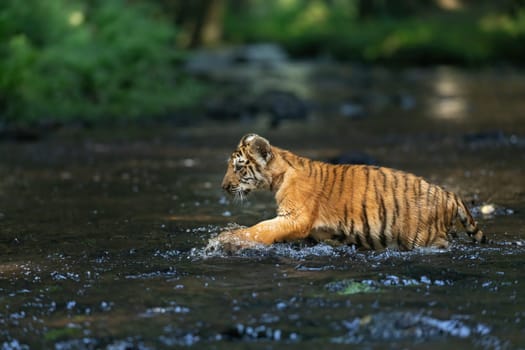 Side view of adorable cub of Bengal tiger running  in the river. Horizontally.