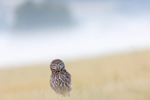 Minimalist Photography of the Boreal Owl sitting alone in summer cornfield with early morning fog in the background.. Horizontally.
