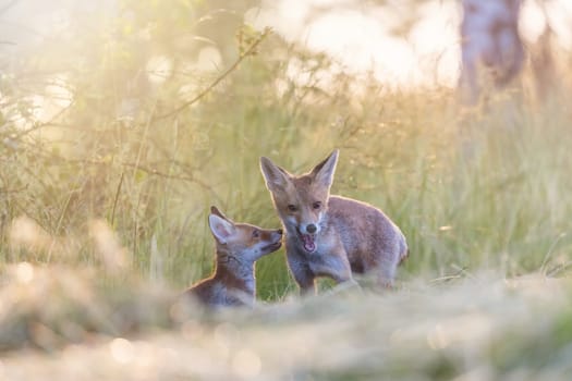 Pair of cute fox cubs is posing in field in the sunlight.  Horizontally.