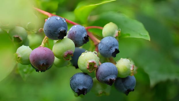 Blueberry on the bush, purple-blue fruits. Fruits with green leaves. Fruit rich in vitamins. Harvest from the garden