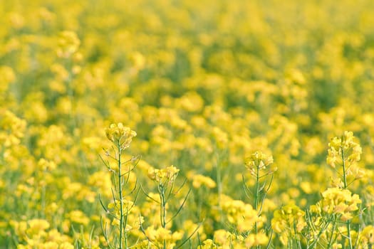 Rape with yellow flowers in the canola field. Foreground highlighted and blurred background. Product for edible oil and bio fuel. Nature from agriculture.