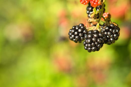 Blackberry on the branch. Ripe fruit. Fruit rich in vitamins. Close up of a food. Blurred background