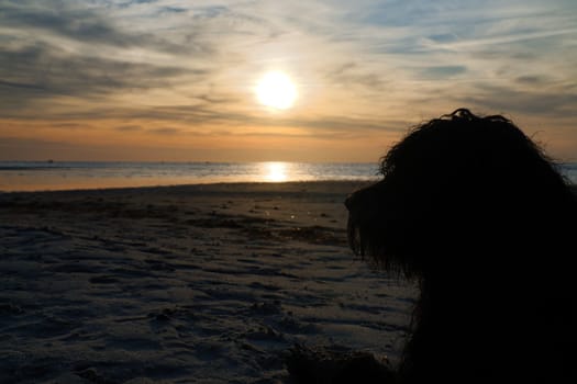 Sunset, lying dog looking over the sandy beach to the illuminated sea. Light waves. Poel island on the Baltic Sea. Nature photo from the coast