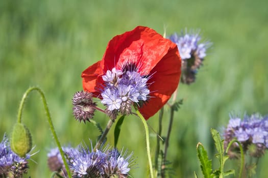 Poppy flower isolated in cornfield. Blue cornflowers with in foreground. Landscape shot with flowers.