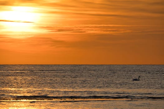 Sunset, swans swimming in the illuminated sea. Light waves. Poel island on the Baltic Sea. Nature photo from the coast