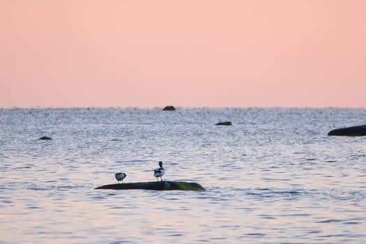 Goosander sitting on a stone lying in the Baltic Sea at sunset with pastel colors on the horizon. Romantic evening scene on the island of Poel overlooking the Baltic Sea. Animal photo of water birds