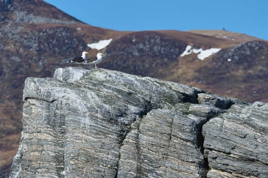 Seagulls sitting on a rock in fjord in Norway. rough stone structure. Wild birds. Fishing paradise in Selje region