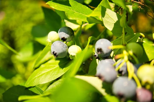 Blueberry on the bush, purple-blue fruits. Fruits with green leaves. Fruit rich in vitamins. Harvest from the garden