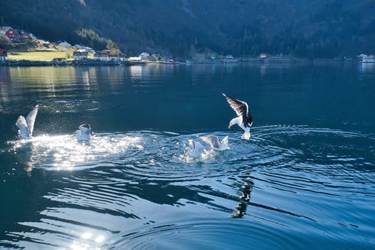 Seagulls takes off in the fjord in Norway. Water drops splash in dynamic movement of sea bird. Animal photo from Scandinavia