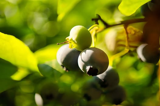 Blueberry on the bush, purple-blue fruits. Fruits with green leaves. Fruit rich in vitamins. Harvest from the garden