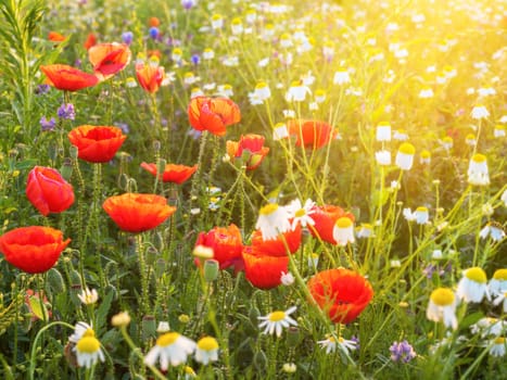 brightly colored flower meadow