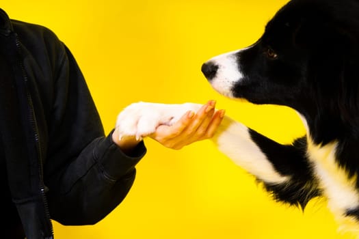 Shot of sport female in leggings with a border collie dog isolated on yellow and red background