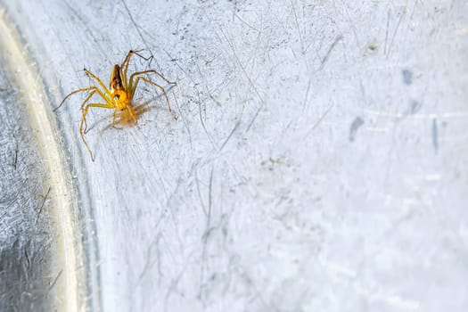 A small spider that lives in the grass on the metal ground.