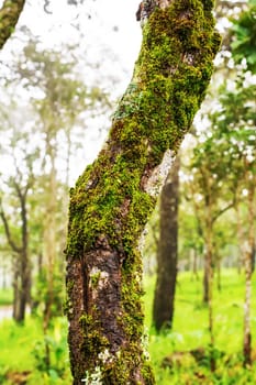 Moss and ferns growing in the trees indicate the fertility of the forest.