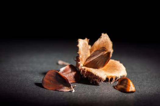 Studio shot with shelled and shelled beechnuts against dark background in low angle close-up view.