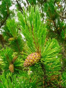 Close-up view of an immature cone on a branch of a Scots pine (lat: Pinus sylvestris)