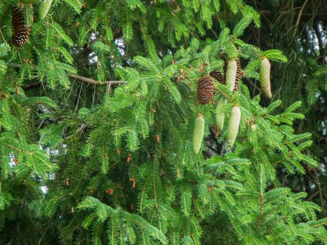 Full frame view of multiple spruce branches close together with hanging green and brown cones.