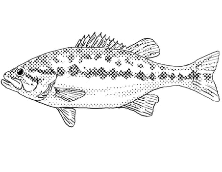 Cartoon style line drawing of a Micropterus henshalli or Alabama bass  a freshwater fish endemic to North America with halftone dots shading on isolated background in black and white.