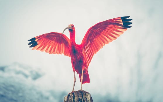 Majestic red bird, Scarlet Ibis Eudocimus ruber, outstretched red wings with black end. Reality photography