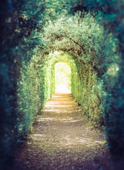 The green tunnel. Tunnel of trees leading to light. Real photography