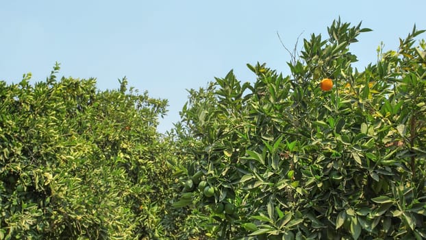 Citrus trees orchard most of fruits unripe green, only one getting orange.