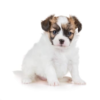 Cute puppy of breed papillon on white background