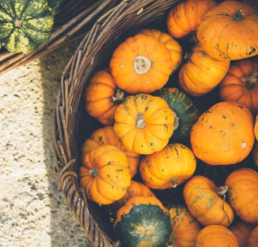 Autumn pumpkins on farm market from above. Colorful thanksgiving pumpkin crop in basket. Thanksgiving dinner and halloween party design background.