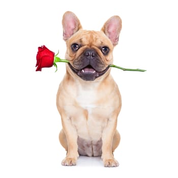 valentines dog in love with you ,  with a red rose in mouth , isolated on white background