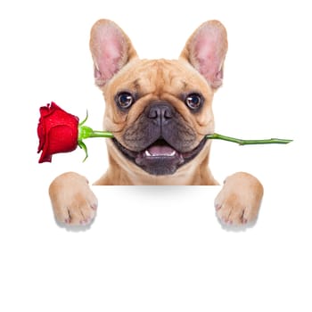 valentines dog in love with you ,  with a red rose in mouth , behind blank white banner, isolated on white background