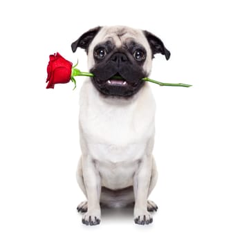 valentines dog in love with you ,  with a red rose in mouth , isolated on white background