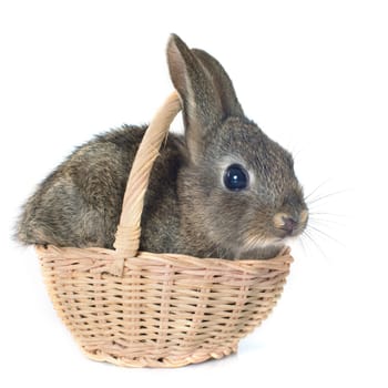 young rabbit in basket in front of white background