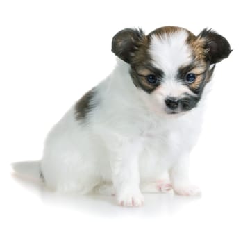 Cute puppy of breed papillon on white background