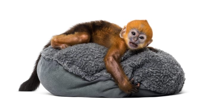 Baby Francois Langur lying on a pillow (1 month)