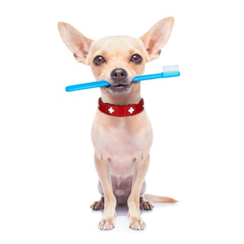chihuahua dog holding a toothbrush with mouth , isolated on white background
