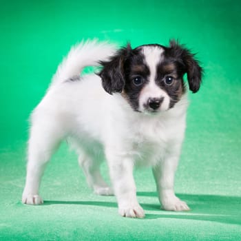 Cute Papillon puppy age of 1,5 month on a green background