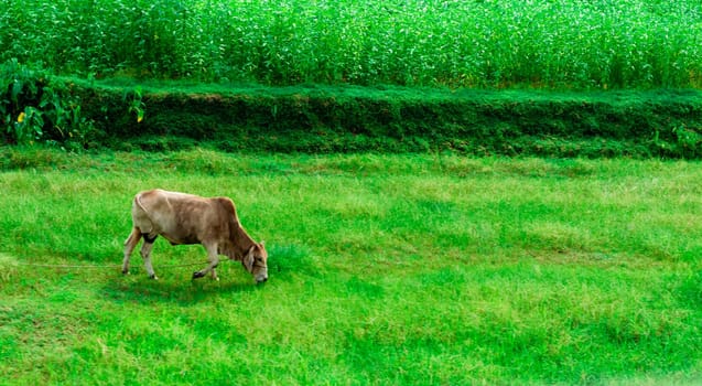 Cow eating grass in a green field. Assam India South Asia Pacific