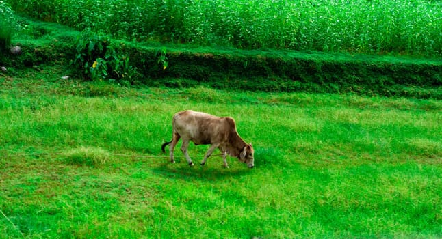 Cow eating grass in a green field. Assam India South Asia Pacific